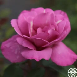 Heirloom Roses Royal Amethyst™ Discount
