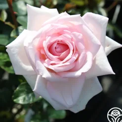 Heirloom Roses Royal Highness Clearance
