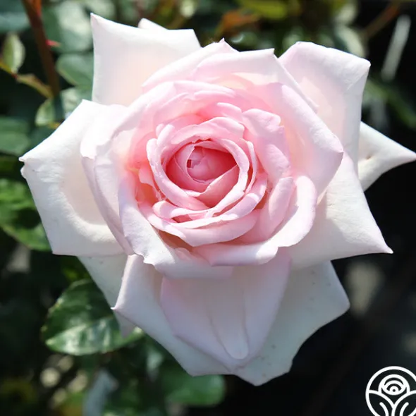Heirloom Roses Royal Highness Clearance