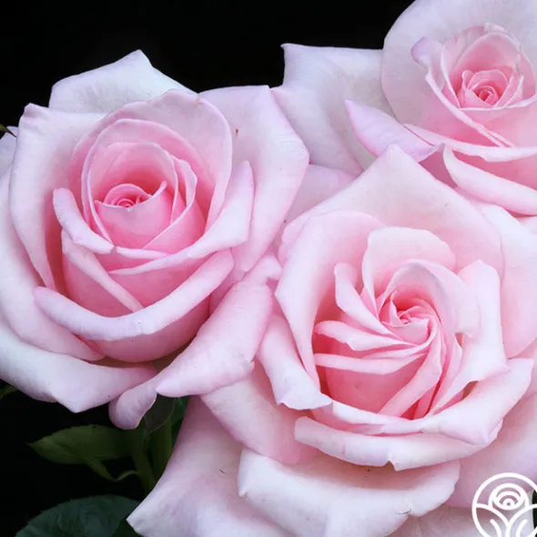 Heirloom Roses Royal Highness Clearance