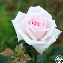 Heirloom Roses Royal Highness Clearance