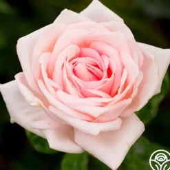 Heirloom Roses Royal Highness Clearance