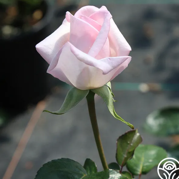 Heirloom Roses Royal Highness Clearance