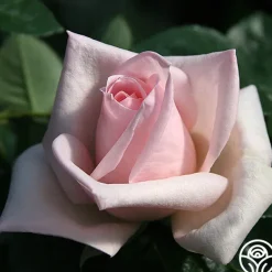 Heirloom Roses Royal Highness Clearance