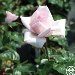 Heirloom Roses Royal Highness Clearance