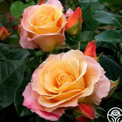 Heirloom Roses Royal Pageant™ Sale