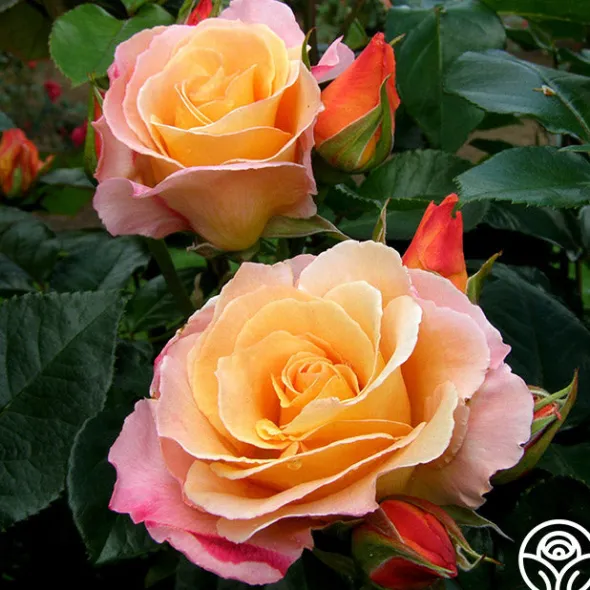 Heirloom Roses Royal Pageant™ Sale