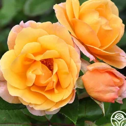 Heirloom Roses Royal Pageant™ Sale