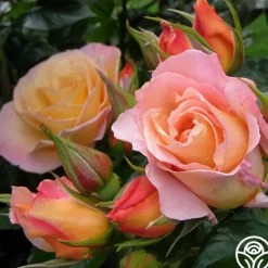 Heirloom Roses Royal Pageant™ Sale