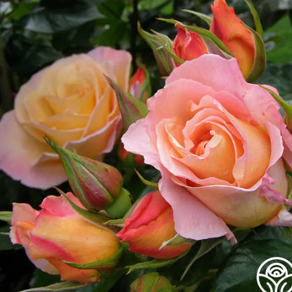Heirloom Roses Royal Pageant™ Sale