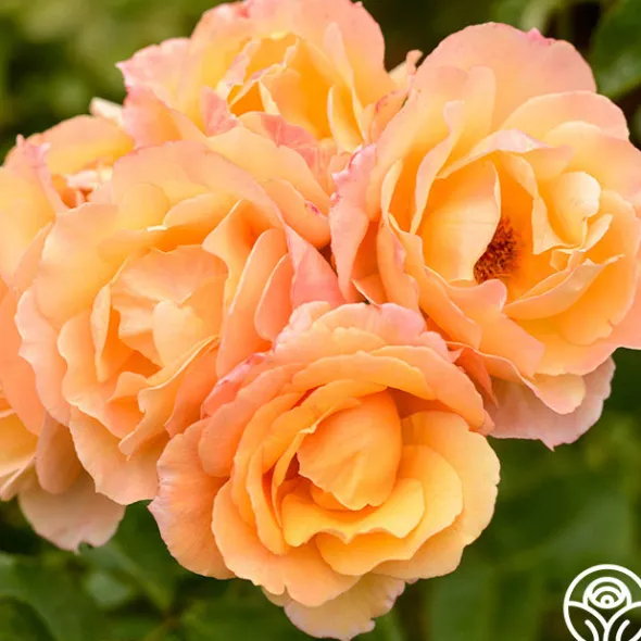 Heirloom Roses Royal Pageant™ Sale