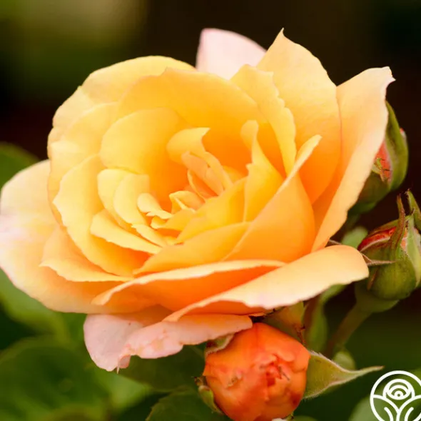Heirloom Roses Royal Pageant™ Sale