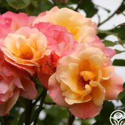 Heirloom Roses Royal Pageant™ Sale