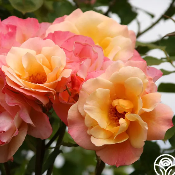 Heirloom Roses Royal Pageant™ Sale