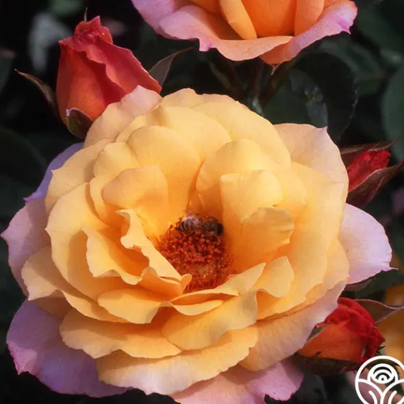 Heirloom Roses Royal Pageant™ Sale