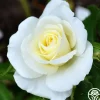 Heirloom Roses Royal Swan™ Outlet