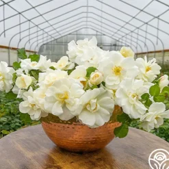 Heirloom Roses Royal Swan™ Outlet