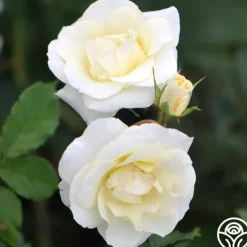 Heirloom Roses Royal Swan™ Outlet
