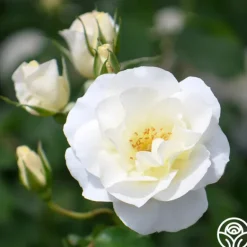 Heirloom Roses Royal Swan™ Outlet