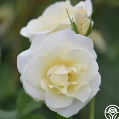 Heirloom Roses Royal Swan™ Outlet