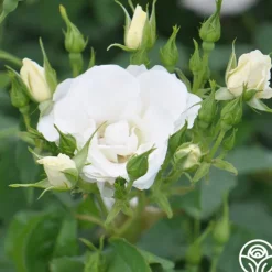 Heirloom Roses Royal Swan™ Outlet