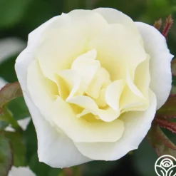 Heirloom Roses Royal Swan™ Outlet