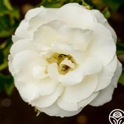 Heirloom Roses Royal Swan™ Outlet