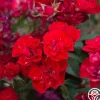 Heirloom Roses Ruby Meidiland® New