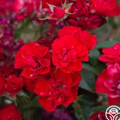 Heirloom Roses Ruby Meidiland® New