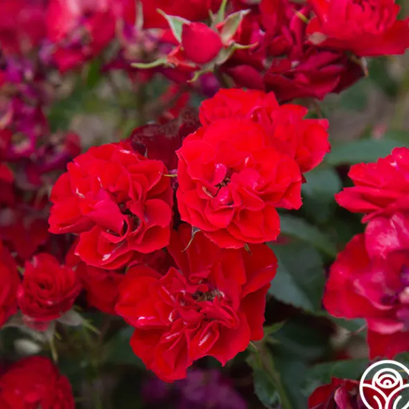 Heirloom Roses Ruby Meidiland® New