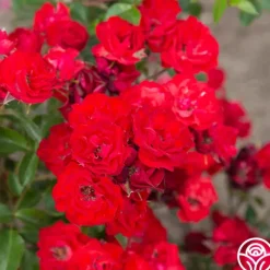 Heirloom Roses Ruby Meidiland® New