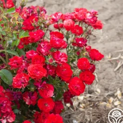 Heirloom Roses Ruby Meidiland® New