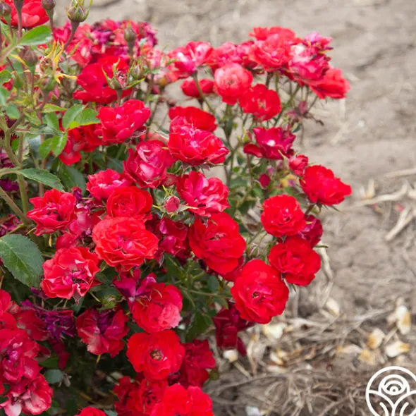 Heirloom Roses Ruby Meidiland® New