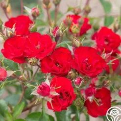 Heirloom Roses Ruby Meidiland® New
