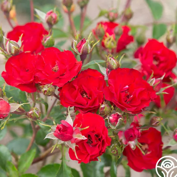 Heirloom Roses Ruby Meidiland® New