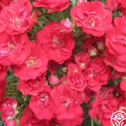 Heirloom Roses Ruby Meidiland® New