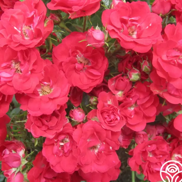 Heirloom Roses Ruby Meidiland® New