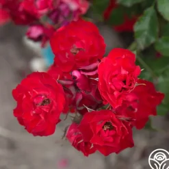 Heirloom Roses Ruby Meidiland® New