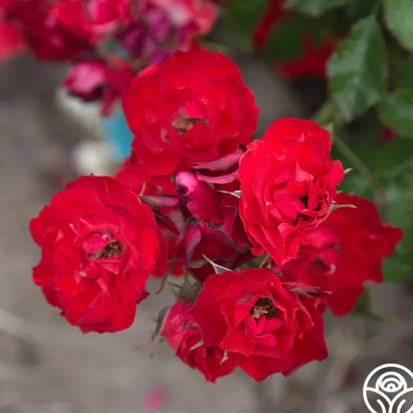 Heirloom Roses Ruby Meidiland® New