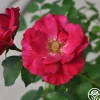 Heirloom Roses Ruby Vigorosa® Online