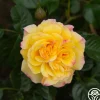 Heirloom Roses Rugelda Hot