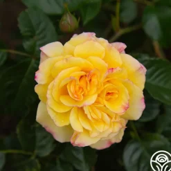 Heirloom Roses Rugelda Hot