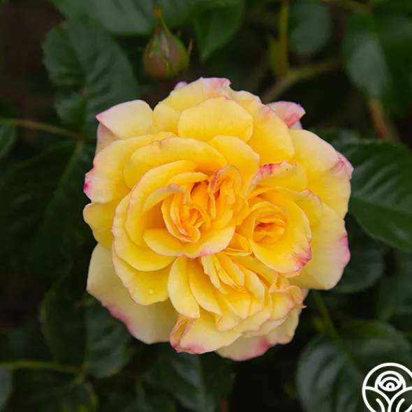 Heirloom Roses Rugelda Hot