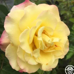 Heirloom Roses Rugelda Hot