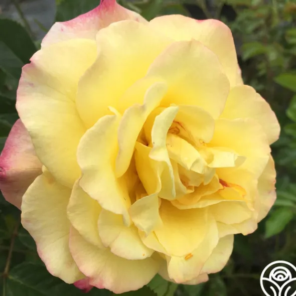 Heirloom Roses Rugelda Hot