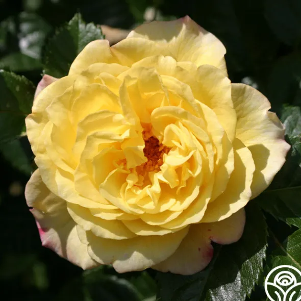 Heirloom Roses Rugelda Hot
