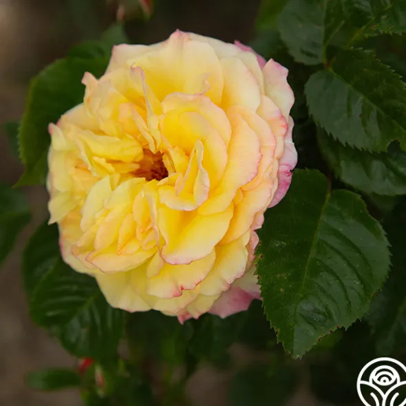 Heirloom Roses Rugelda Hot
