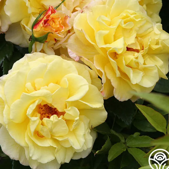Heirloom Roses Rugelda Hot