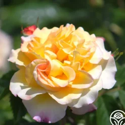 Heirloom Roses Rugelda Hot