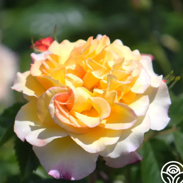Heirloom Roses Rugelda Hot